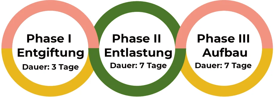 Die Phasen der Darmkur Die drei Phasen der Darmkur