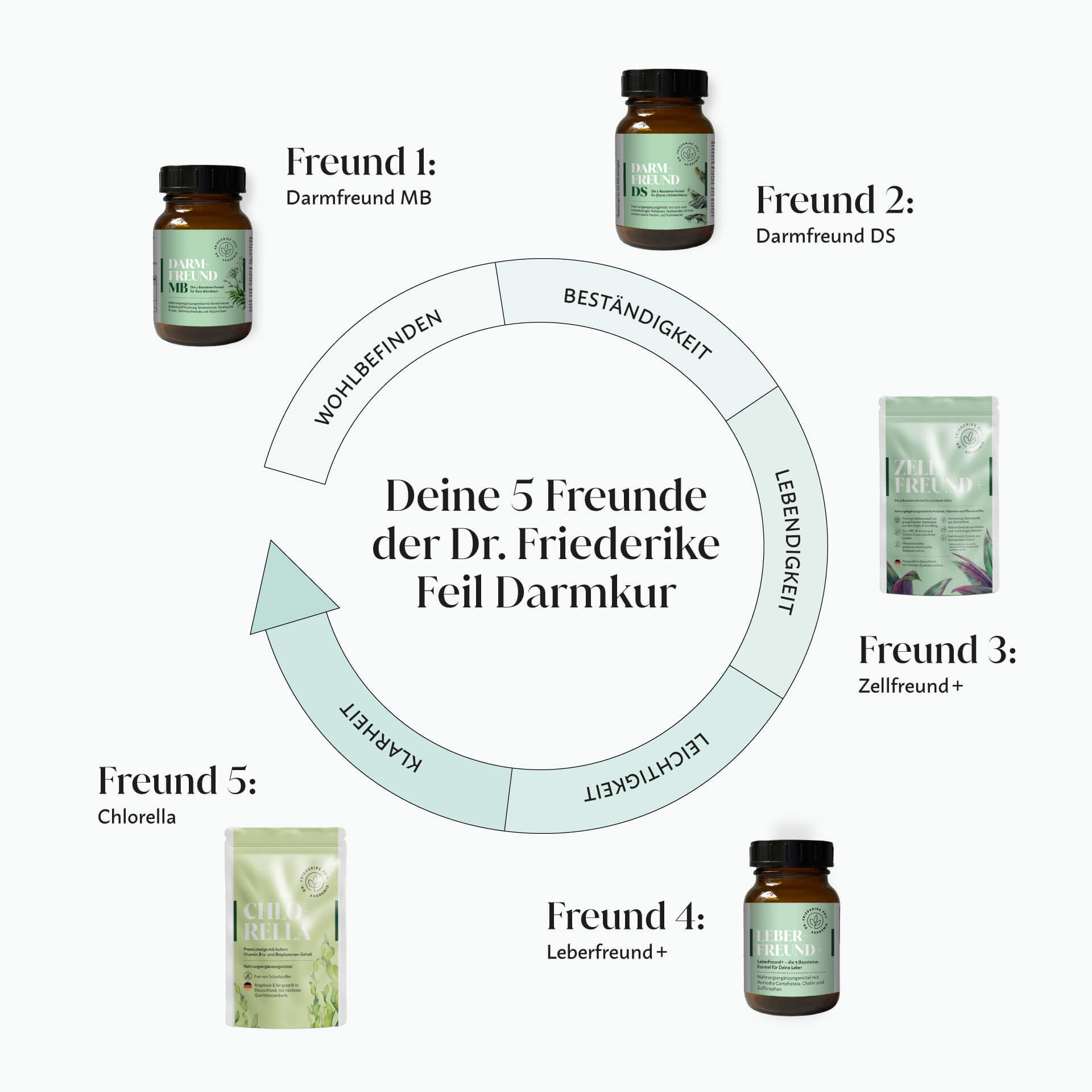 Grafik „Deine 5 Freunde der Dr. Friederike Feil Darmkur“: Freund 1 Darmfreund MB, Freund 2 Darmfreund DS, Freund 3 Zellfreund+, Freund 4 Leberfreund+, Freund 5 Chlorella, im Kreis darum Wohlbefinden, Beständigkeit, Lebendigkeit, Leichtigkeit und Klarheit