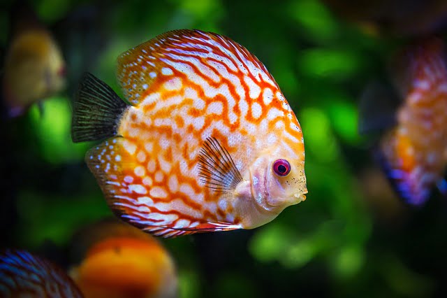 Salz – der Antrieb Deiner Zellen (Teil 2) 4 Fisch