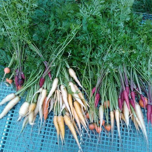 Probiotika selbst herstellen: Dein Rezept für fermentiertes Gemüse 6 Moehren